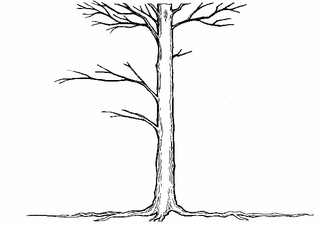 Baum strich300 2pf  640x451 